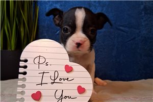 Nero - Boston Terrier for sale