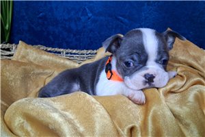 Noland - puppy for sale