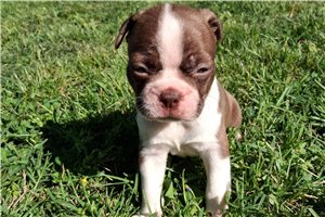 Kiefer - Boston Terrier for sale