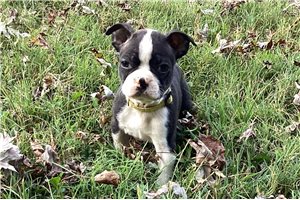 Nemo - Boston Terrier for sale