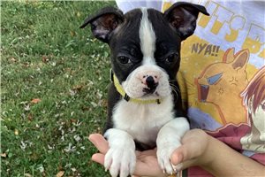Nemo - Boston Terrier for sale