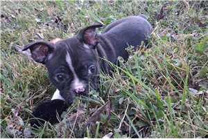Newt - puppy for sale