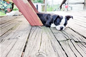Ichabod - puppy for sale