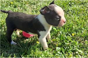 Chris - Boston Terrier for sale