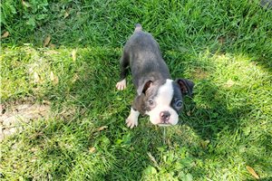 Ichabod - Boston Terrier for sale