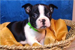 Nadia - puppy for sale