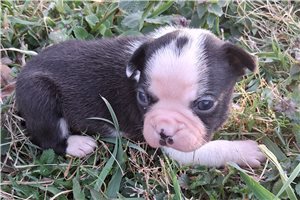 Chris - Boston Terrier for sale