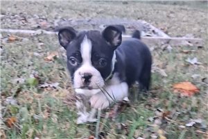Nadia - Boston Terrier for sale