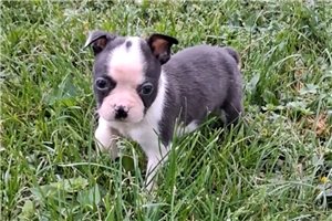 Chris - puppy for sale
