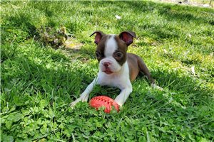 Iris - Boston Terrier for sale