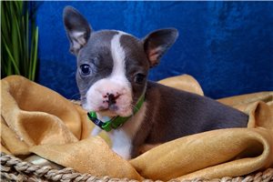 Nico - puppy for sale