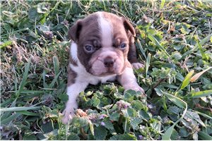 Kiefer - Boston Terrier for sale