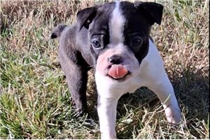 Phillip - Boston Terrier for sale