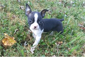 Nero - Boston Terrier for sale