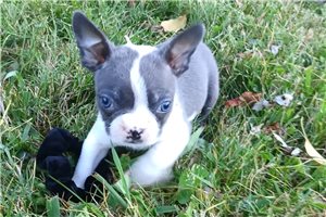 Nico - Boston Terrier for sale