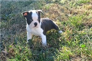 Puck - puppy for sale