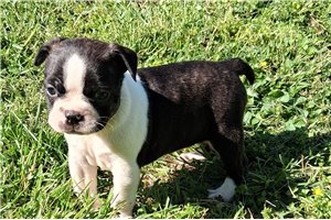 Oliver - Boston Terrier for sale