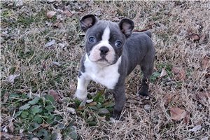 Monty - Boston Terrier for sale