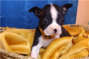 Nemo - puppy for sale