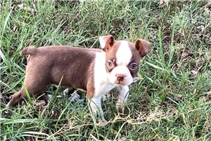 Leah - Boston Terrier for sale