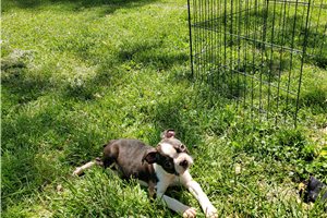 Issac - Boston Terrier for sale
