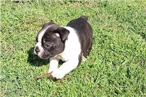 Charlie - Boston Terrier for sale