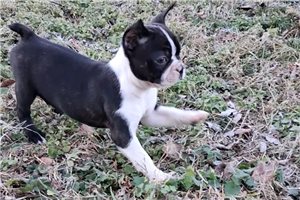 Meeko - Boston Terrier for sale
