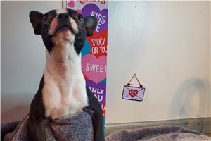 Owen - Boston Terrier for sale