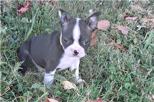 Nemo - Boston Terrier for sale