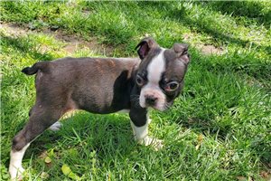 Issac - Boston Terrier for sale