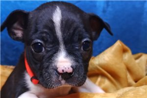 Newt - puppy for sale