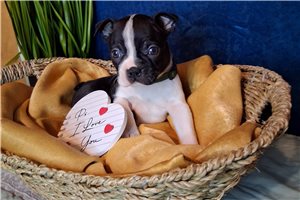 Nala - puppy for sale