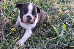 Charlie - Boston Terrier for sale