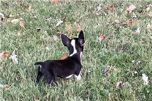 Nero - Boston Terrier for sale