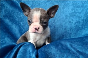 Murray - Boston Terrier for sale
