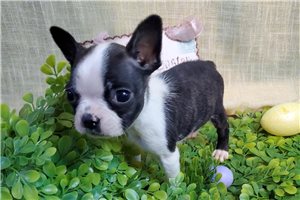 Ivan - puppy for sale