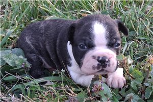 Oliver - Boston Terrier for sale