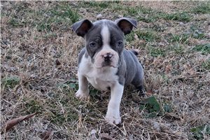 Monroe - Boston Terrier for sale