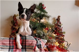 Jess - Boston Terrier for sale