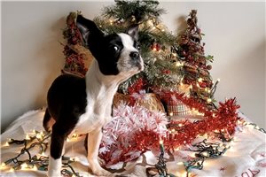 Oscar - Boston Terrier for sale