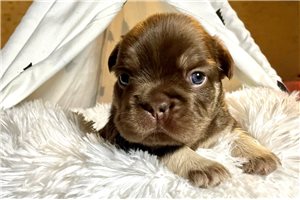 Walter - French Bulldog for sale