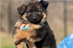 Valkyrie - German Shepherd for sale