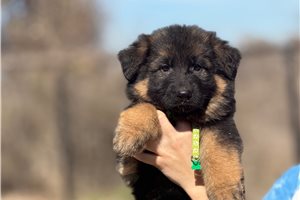 Vixen - German Shepherd for sale