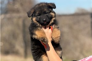 Vlad - puppy for sale