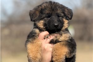 Vivi - puppy for sale