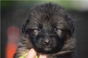 Yaila - German Shepherd for sale