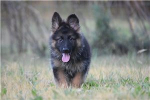 Nika - German Shepherd for sale