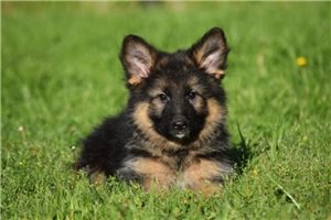 Vivi - German Shepherd for sale