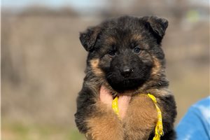 Vance - German Shepherd for sale