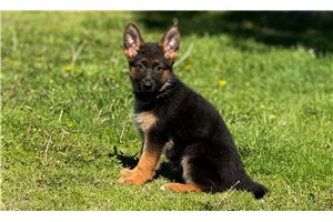 Sadie - German Shepherd for sale